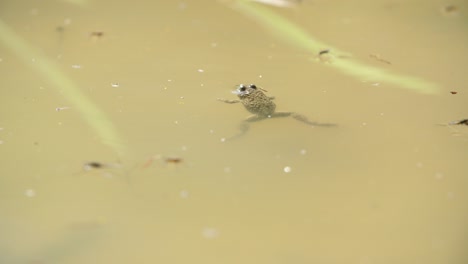 Sapo-De-Vientre-Amarillo-Flotando-En-Un-Charco.-Bosque-De-Verdún,-Lorena,-Francia.